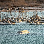 Les pieds dans l'eau salée. צמח על המלח